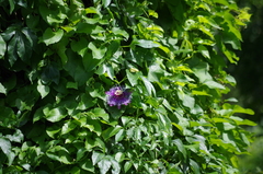 Passiflora incarnata × cincinnata