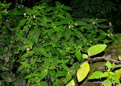 Balsaminaceae