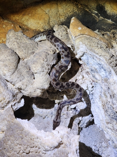 Cape York Spotted Python sighting