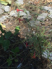 Ipomopsis aggregata aggregata