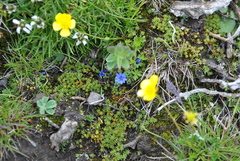 Gentiana crassuloides