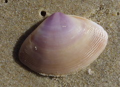 Austromactra