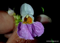 Balsaminaceae