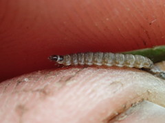 Batrachedra praeangusta