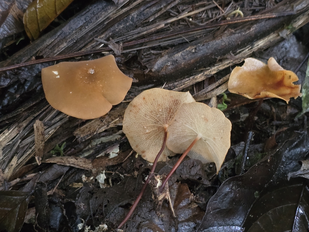 Marasmius cladophyllus · February 2025 · photo: © alan_rockefeller (iNaturalist, cc-by-sa)