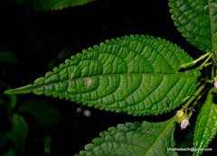 Balsaminaceae