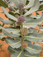 Asclepias welshii