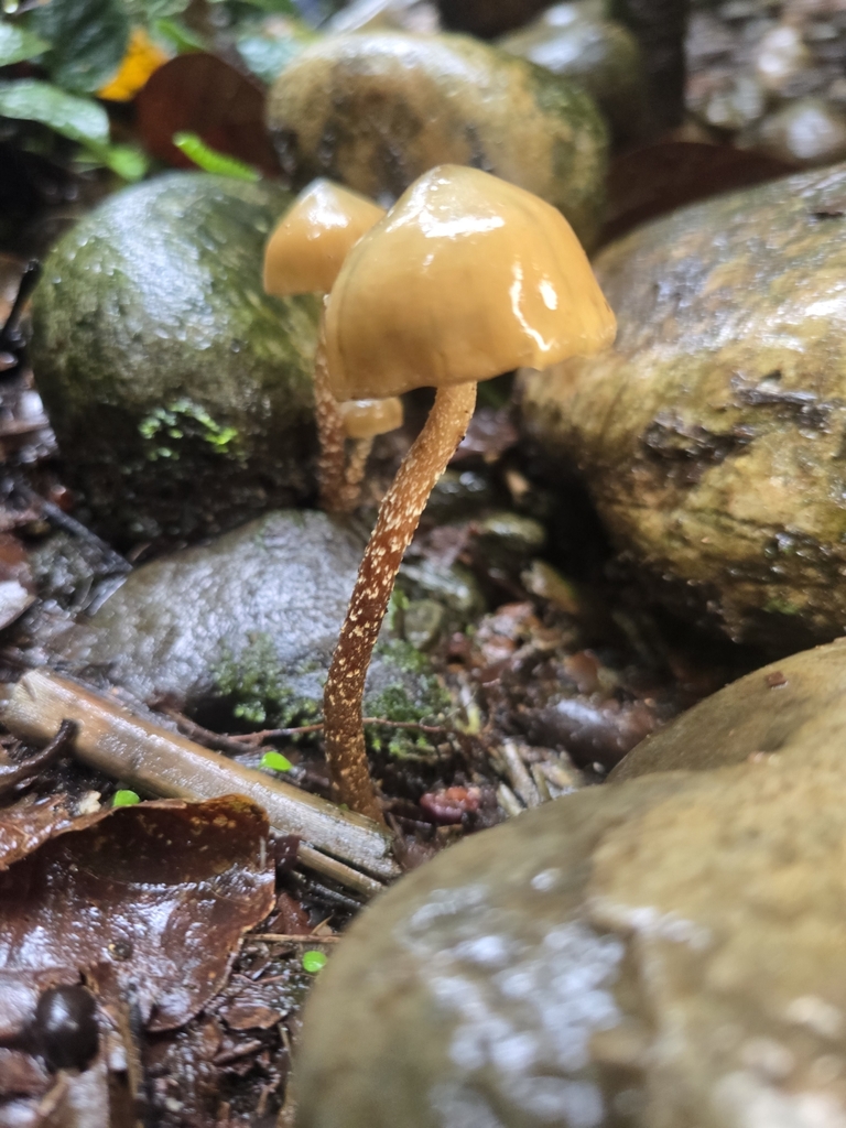 Psilocybe zapotecorum · February 2025 · photo: © alan_rockefeller (iNaturalist, cc-by-sa)