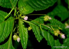 Balsaminaceae