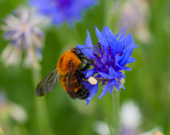Bombus opulentus