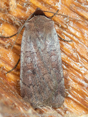 Protolampra rufipectus