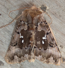 Autographa corusca