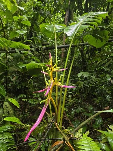 Heliconia aemygdiana