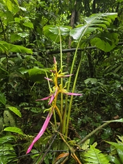 Heliconia aemygdiana
