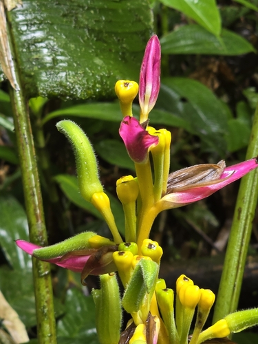 Heliconia aemygdiana, photograph 2
