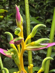 (c) Alan Rockefeller, some rights reserved (CC BY) Heliconia aemygdiana, photograph (c) Alan Rockefeller, some rights reserved (CC BY)