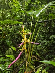(c) Alan Rockefeller, some rights reserved (CC BY) Heliconia aemygdiana, photograph (c) Alan Rockefeller, some rights reserved (CC BY)