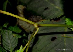 Balsaminaceae