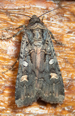 Actebia fennica