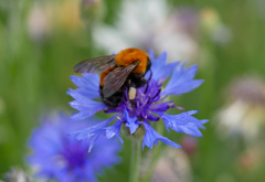 Bombus opulentus