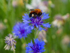 Bombus opulentus