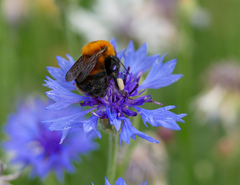 Bombus opulentus