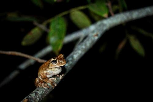 Lund's Treefrog, Boana lundii
