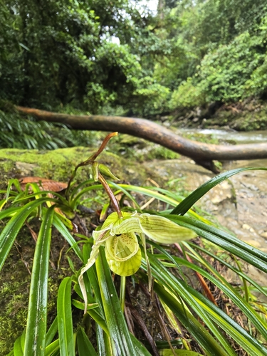 Image of Phragmipedium pearcei by (c) Alan Rockefeller, some rights reserved (CC BY)