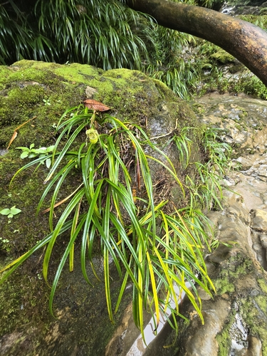 Image of Phragmipedium pearcei by (c) Alan Rockefeller, some rights reserved (CC BY)