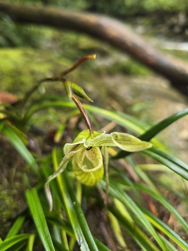 Image of Phragmipedium pearcei by (c) Alan Rockefeller, some rights reserved (CC BY)
