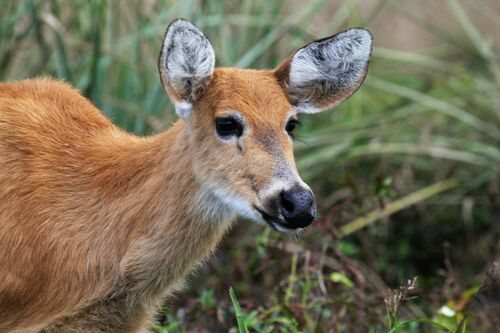 Marsh Deer, photo 5 of 7