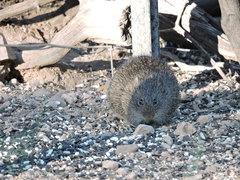 Sigmodon arizonae