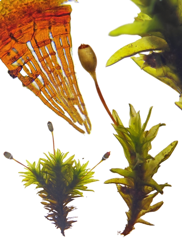 Ptychomitrium wilsonii (Ptychomitrium wilsonii)