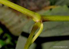 Balsaminaceae