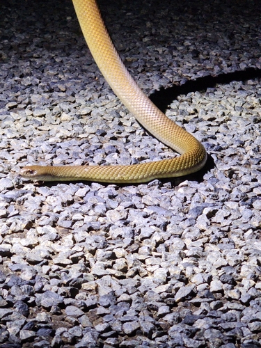 Mulga Snake sighting