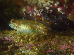 Artedius harringtoni