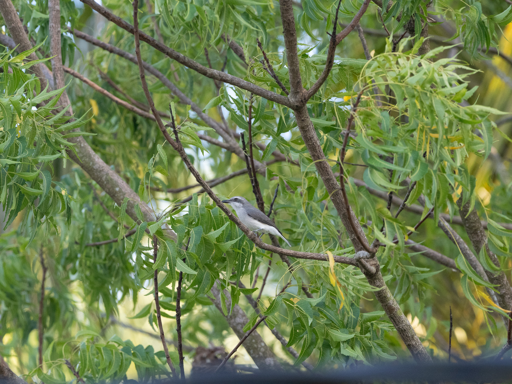 Sri Lanka Woodshrike (Tephrodornis affinis), photo 10