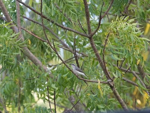 Sri Lanka Woodshrike (Tephrodornis affinis), photo 7