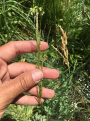 Poa secunda