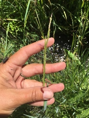 Poa secunda