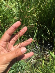 Poa secunda