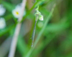 Paracercion hieroglyphicum