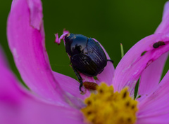 Popillia flavosellata