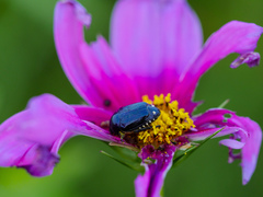 Popillia flavosellata