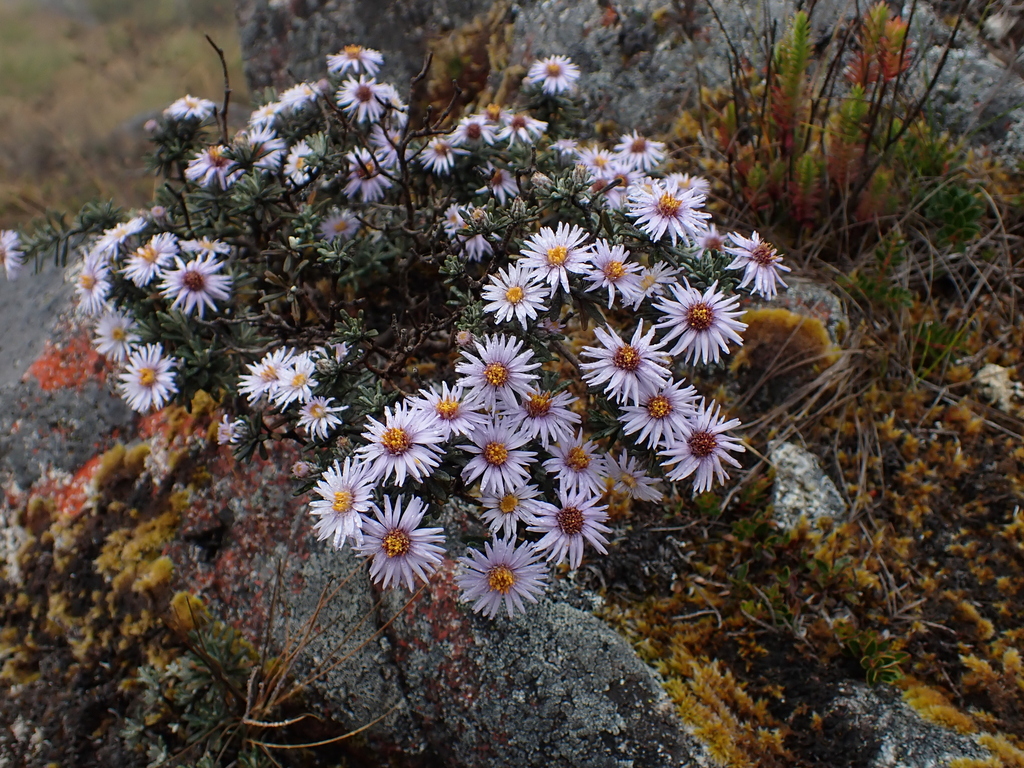 Linochilus nevadensis