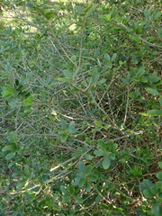 Melicytus orarius