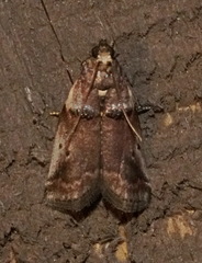 Acrobasis ostryella
