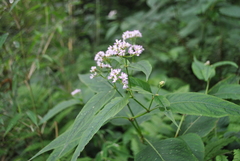 Persicaria thunbergii