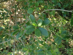Melicytus orarius