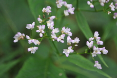 Persicaria thunbergii